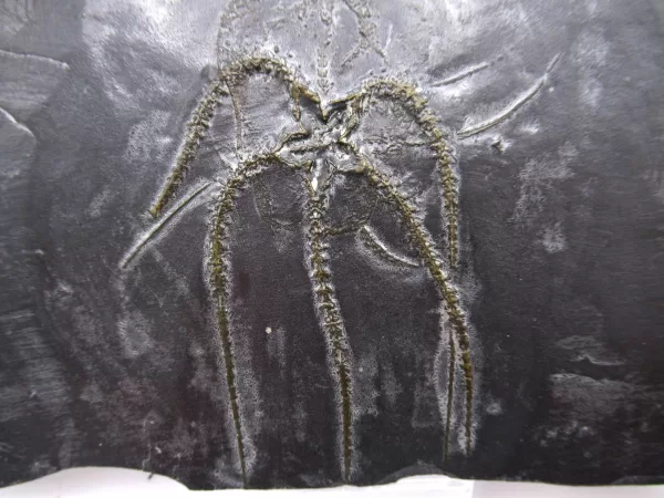 Genuine Devonian Age Furcaster Brittle Star Fossil for Sale from Germany #10a