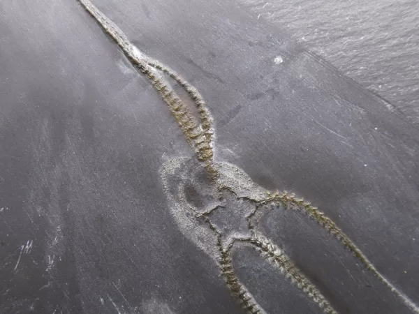 Genuine Devonian Age Furcaster Brittle Star Fossil for Sale from Germany #7b