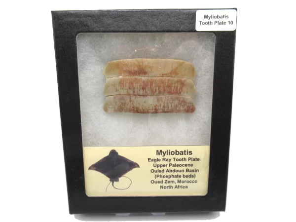 Genuine Paleocene Age Myliobatis Stingray Tooth Plate Fossil for Sale from Morocco #10