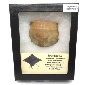 Genuine Paleocene Age Myliobatis Stingray Tooth Plate Fossil for Sale from Morocco #11