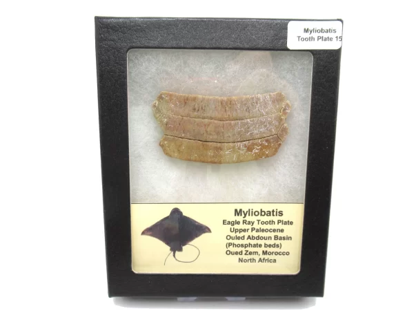 Genuine Paleocene Age Myliobatis Stingray Tooth Plate Fossil for Sale from Morocco #15