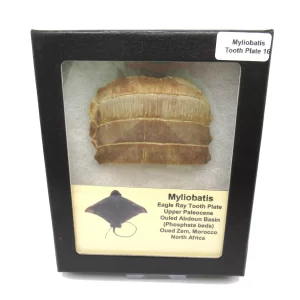 Genuine Paleocene Age Myliobatis Stingray Tooth Plate Fossil for Sale from Morocco #16