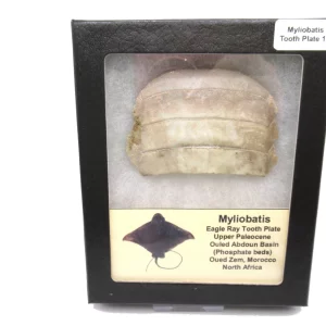 Genuine Paleocene Age Myliobatis Stingray Tooth Plate Fossil for Sale from Morocco #17