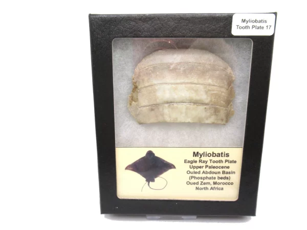 Genuine Paleocene Age Myliobatis Stingray Tooth Plate Fossil for Sale from Morocco #17