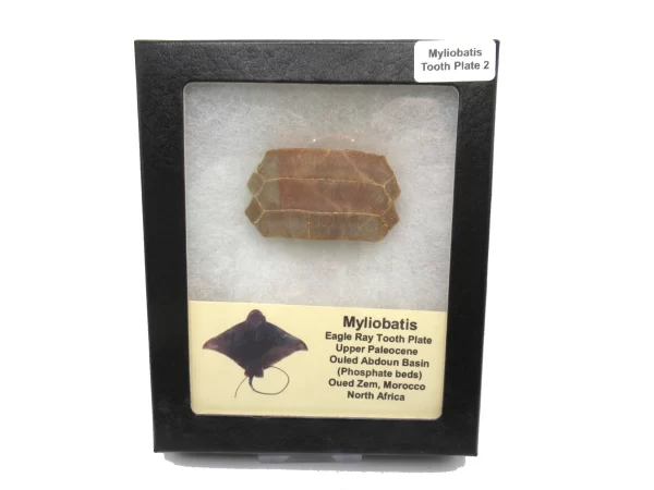 Genuine Paleocene Age Myliobatis Stingray Tooth Plate Fossil for Sale from Morocco #2