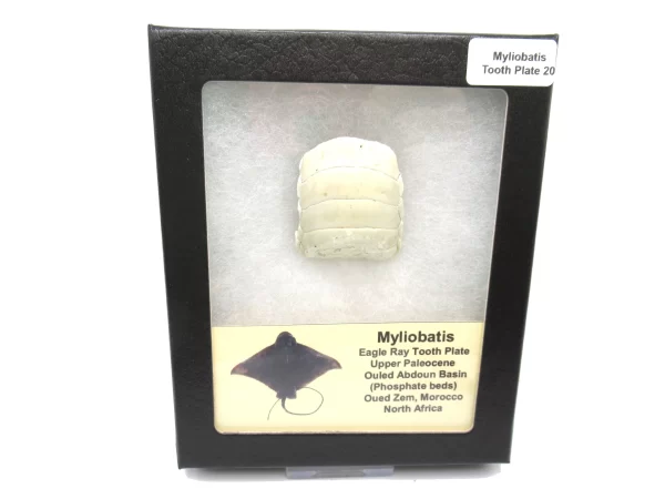 Genuine Paleocene Age Myliobatis Stingray Tooth Plate Fossil for Sale from Morocco #20