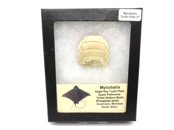 Genuine Paleocene Age Myliobatis Stingray Tooth Plate Fossil for Sale from Morocco #21