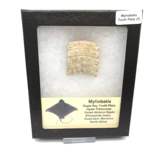 Genuine Paleocene Age Myliobatis Stingray Tooth Plate Fossil for Sale from Morocco #25