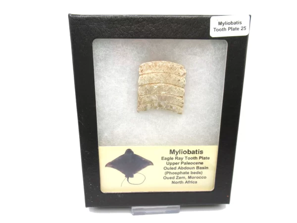 Genuine Paleocene Age Myliobatis Stingray Tooth Plate Fossil for Sale from Morocco #25