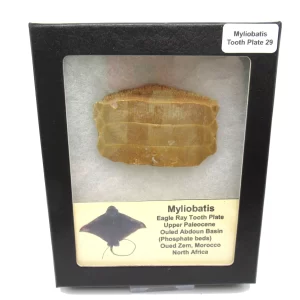 Genuine Paleocene Age Myliobatis Stingray Tooth Plate Fossil for Sale from Morocco #29