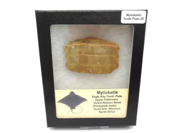 Genuine Paleocene Age Myliobatis Stingray Tooth Plate Fossil for Sale from Morocco #29