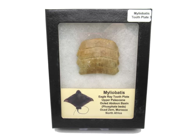 Genuine Paleocene Age Myliobatis Stingray Tooth Plate Fossil for Sale from Morocco #3