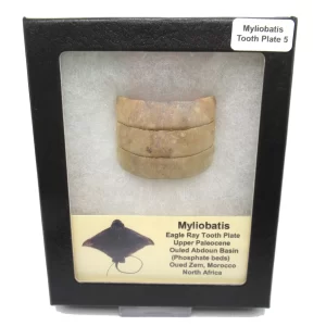 Genuine Paleocene Age Myliobatis Stingray Tooth Plate Fossil for Sale from Morocco #5