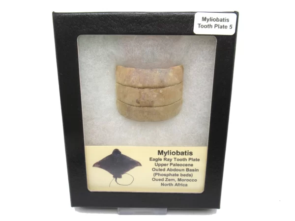 Genuine Paleocene Age Myliobatis Stingray Tooth Plate Fossil for Sale from Morocco #5