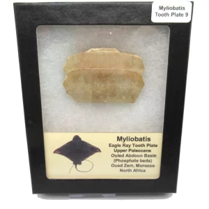 Genuine Paleocene Age Myliobatis Stingray Tooth Plate Fossil for Sale from Morocco #9