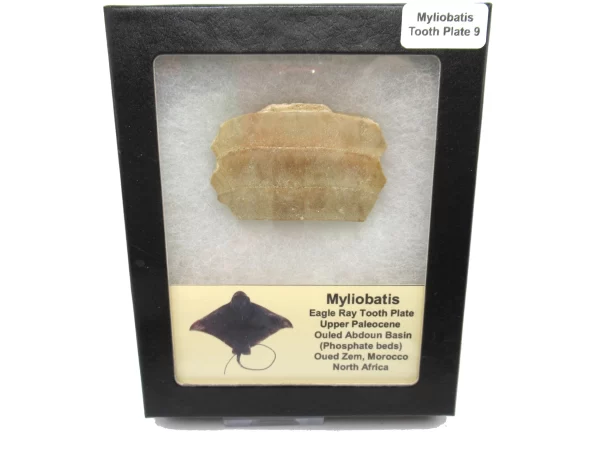 Genuine Paleocene Age Myliobatis Stingray Tooth Plate Fossil for Sale from Morocco #9