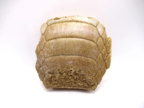 Genuine Paleocene Age Myliobatis Stingray Tooth Plate Fossil for Sale from Morocco #24a