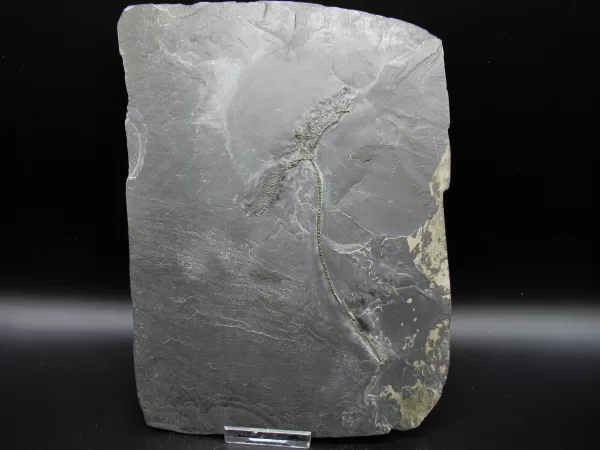 Genuine Devonian Age Devonian Crinoid Fossil for Sale from Germany #13