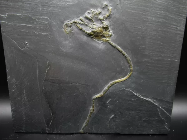 Genuine Devonian Age Devonian Crinoid Fossil for Sale from Germany #16a