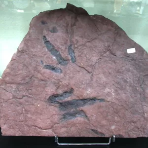 Genuine Upper Triassic ~ Lower Jurassic Age Grallator Dinosaur Track Fossil for Sale from New Jersey #2