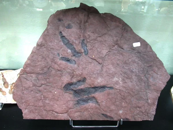 Genuine Upper Triassic ~ Lower Jurassic Age Grallator Dinosaur Track Fossil for Sale from New Jersey #2