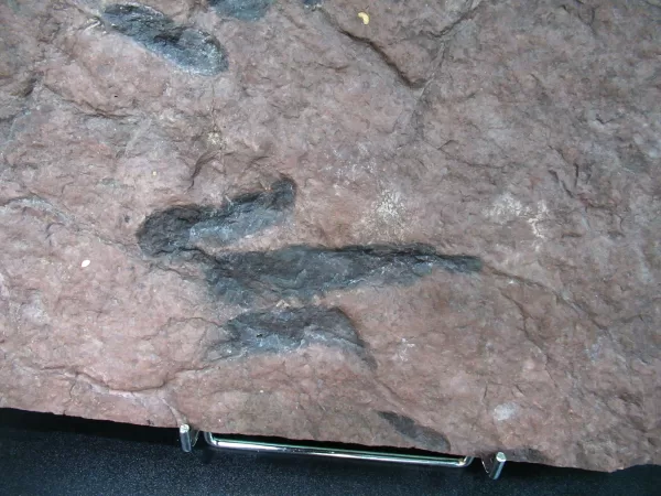 Genuine Upper Triassic ~ Lower Jurassic Age Grallator Dinosaur Track Fossil for Sale from New Jersey #2b