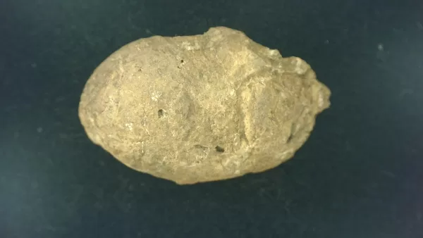 Genuine Permian Age Reptile Coprolite Fossil for Sale from Texas #10