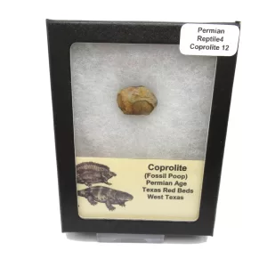 Genuine Permian Age Reptile Coprolite Fossil for Sale from Texas #12b