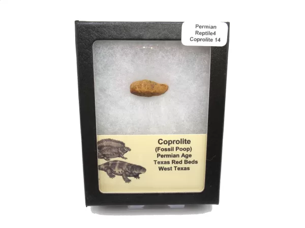 Genuine Permian Age Reptile Coprolite Fossil for Sale from Texas #14b