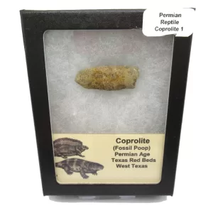 Genuine Permian Age Reptile Coprolite Fossil for Sale from Texas #1b