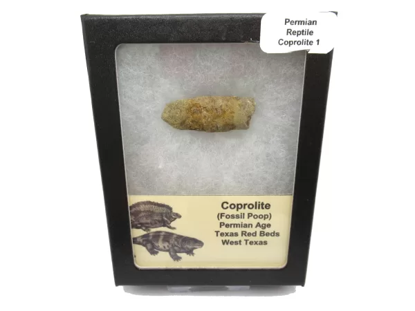 Genuine Permian Age Reptile Coprolite Fossil for Sale from Texas #1b