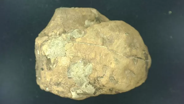 Genuine Permian Age Reptile Coprolite Fossil for Sale from Texas #2a