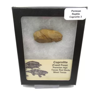 Genuine Permian Age Reptile Coprolite Fossil for Sale from Texas #3b