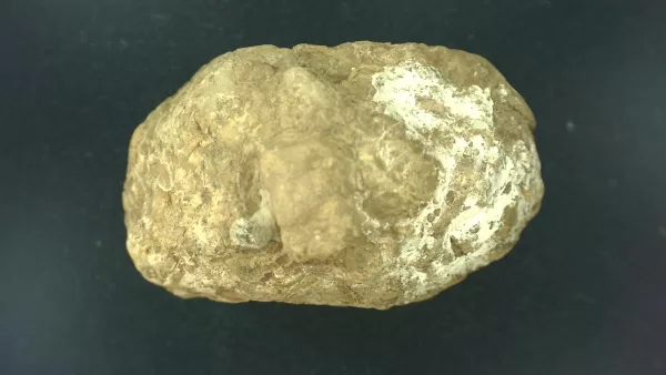 Genuine Permian Age Reptile Coprolite Fossil for Sale from Texas #6a