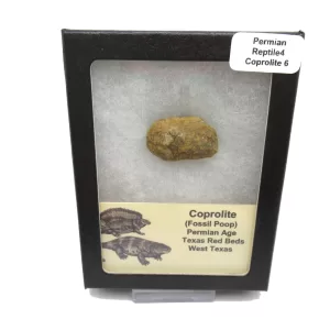 Genuine Permian Age Reptile Coprolite Fossil for Sale from Texas #6b