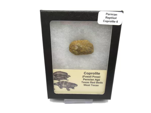 Genuine Permian Age Reptile Coprolite Fossil for Sale from Texas #6b