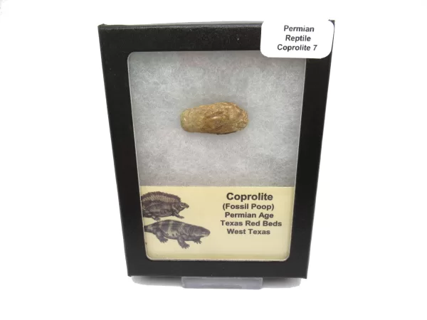 Genuine Permian Age Reptile Coprolite Fossil for Sale from Texas #7b