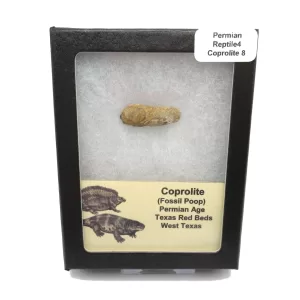 Genuine Permian Age Reptile Coprolite Fossil for Sale from Texas #8b