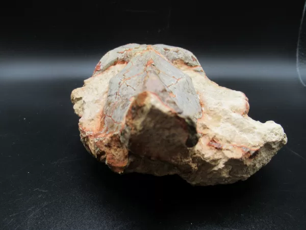 Genuine Oligocene Age Oreodont Skull Fossil for Sale from Wyoming #14c