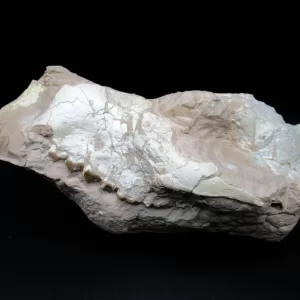 Genuine Oligocene Age Oreodont Skull Fossil for Sale from Wyoming #15