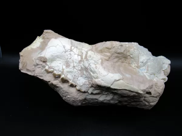 Genuine Oligocene Age Oreodont Skull Fossil for Sale from Wyoming #15