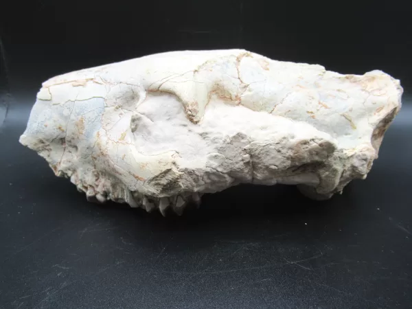 Genuine Oligocene Age Oreodont Skull Fossil for Sale from Wyoming #16d