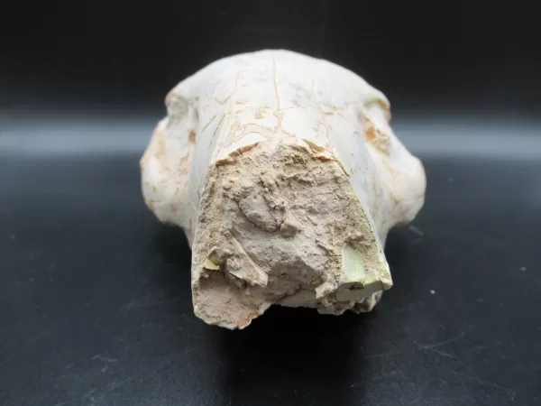 Genuine Oligocene Age Oreodont Skull Fossil for Sale from Wyoming #16e