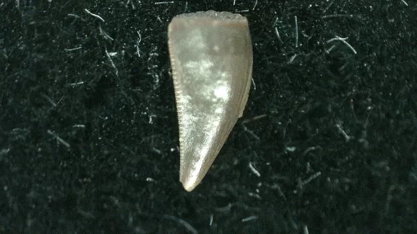 Genuine Triassic Age Coelophysis Dinosaur Tooth Fossil for Sale #55