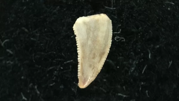 Genuine Triassic Age Coelophysis Dinosaur Tooth Fossil for Sale #57a