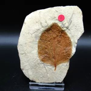 Genuine Paleocene Age Leaf Fossil for Sale from Glendive Montana #53