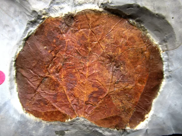 Genuine Paleocene Age Leaf Fossil for Sale from Glendive Montana #60b