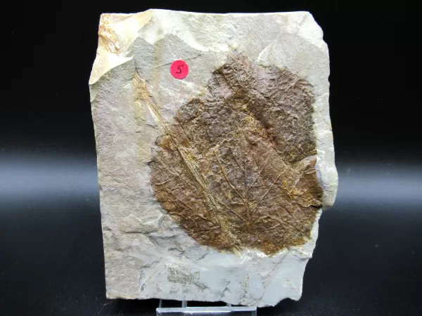 Genuine Paleocene Age Leaf Fossil for Sale from Glendive Montana #61