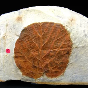 Genuine Paleocene Age Leaf Fossil for Sale from Glendive Montana #63