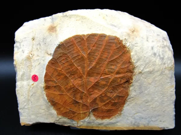 Genuine Paleocene Age Leaf Fossil for Sale from Glendive Montana #63